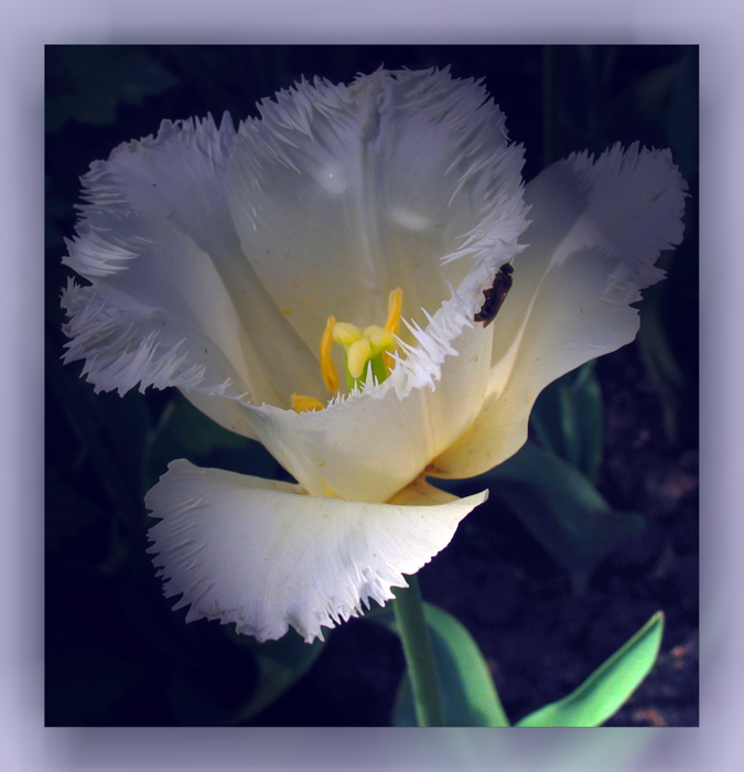 photo "***" tags: nature, macro and close-up, flowers