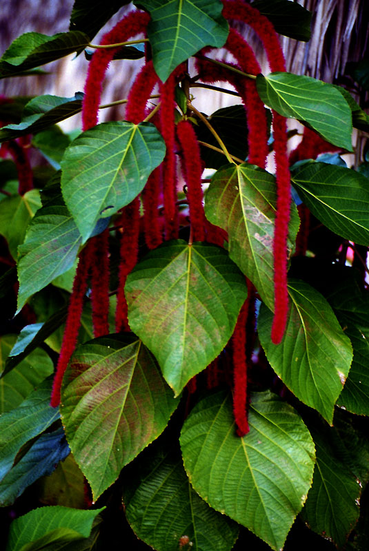 photo "Colors of Summer" tags: nature, flowers