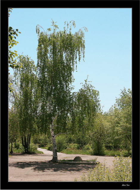 photo "On a crossroads of roads" tags: landscape, nature, summer