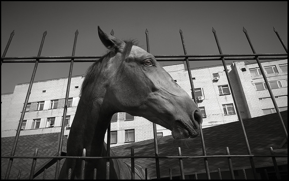 photo "Portrait of a horse in city conditions." tags: black&white, 