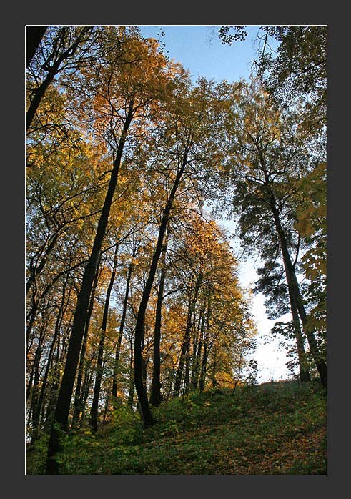 photo "Sketches of Moscoow - Autumn in Fili Park (Still Autumn)" tags: landscape, nature, forest