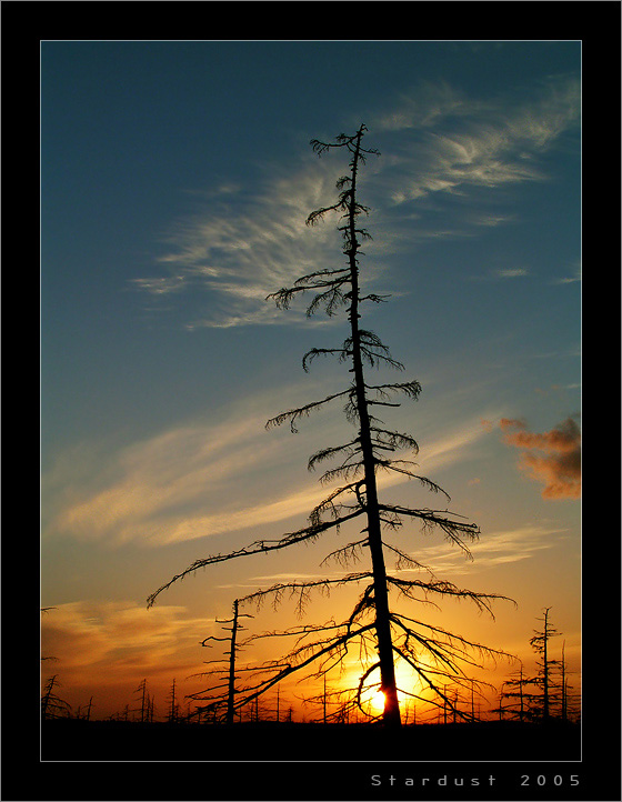 photo "Вечернее преображение леса" tags: landscape, forest, sunset