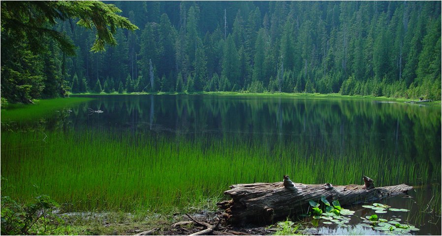 photo "In the MIddle of Green World" tags: landscape, forest, water