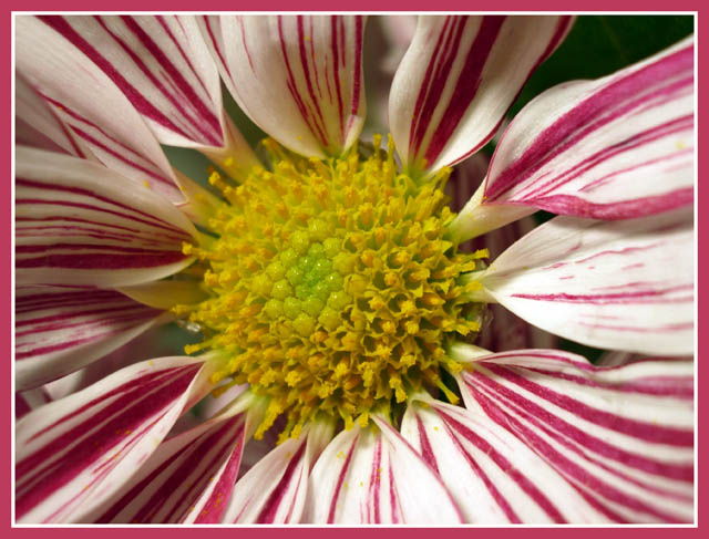 фото "last flower" метки: природа, макро и крупный план, цветы