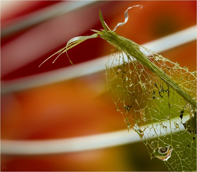 photo "***" tags: macro and close-up, nature, flowers