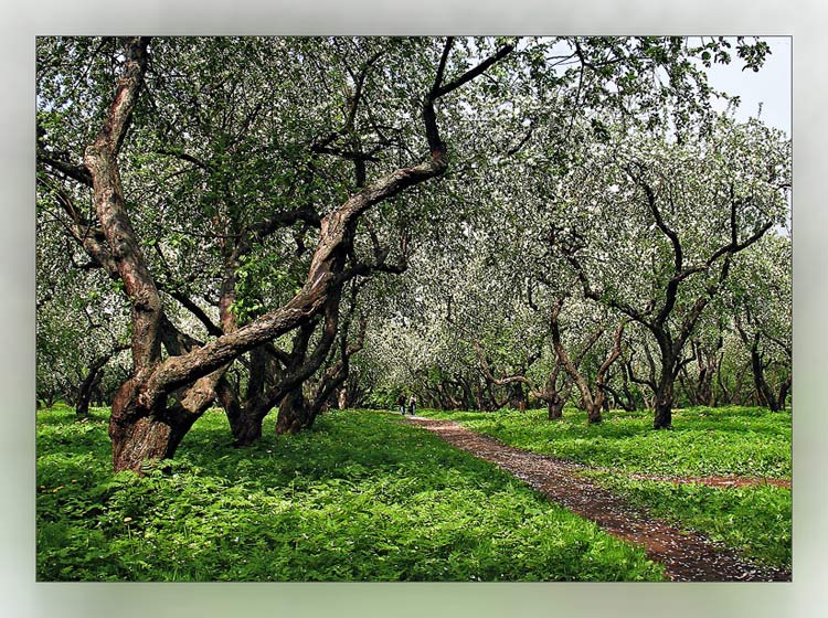 photo "Spring. Applle-tree" tags: landscape, spring