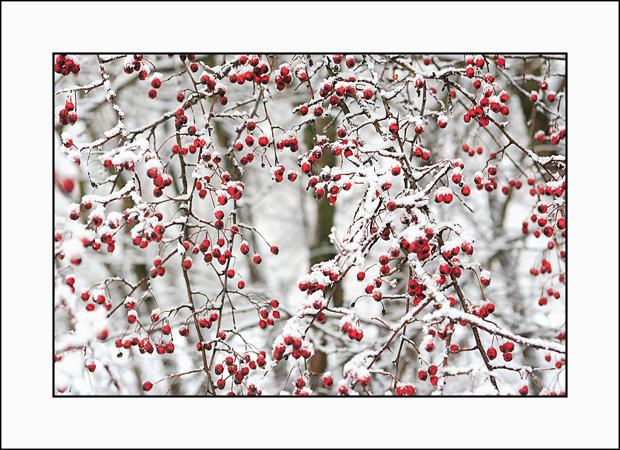 photo "***" tags: landscape, winter