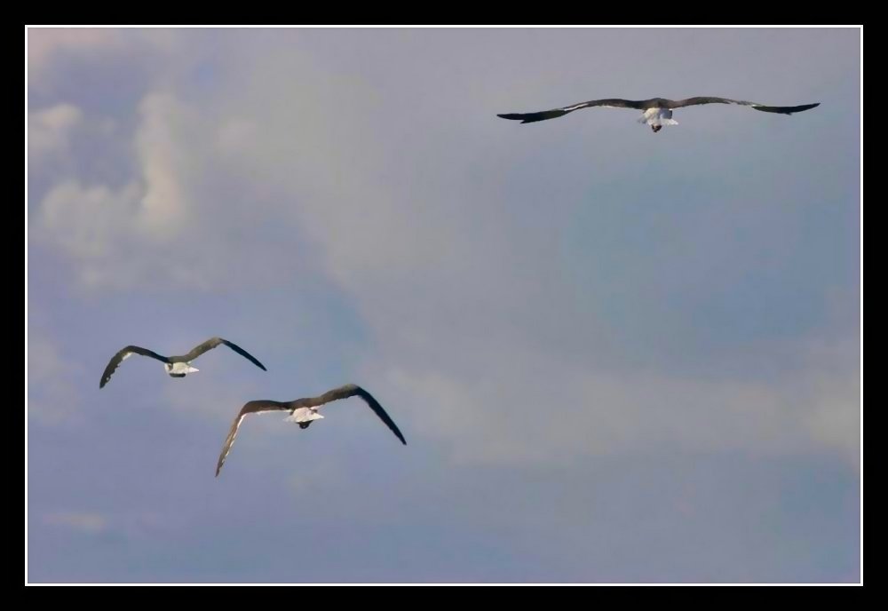 photo "Family in the air" tags: nature, wild animals