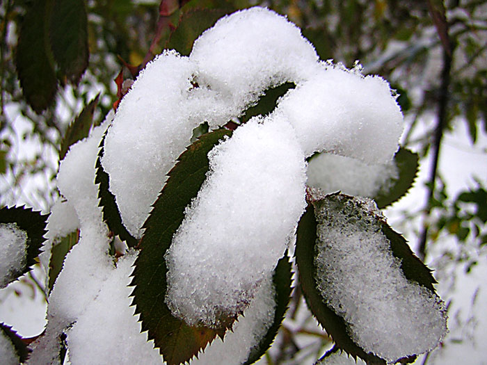 photo "in the snow" tags: landscape, macro and close-up, winter