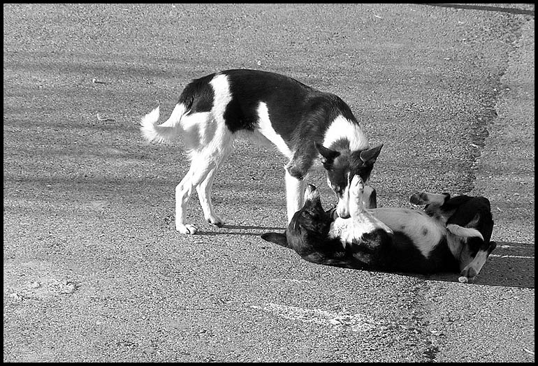 photo "Females" tags: genre, nature, pets/farm animals