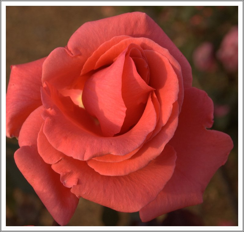 photo "Just you" tags: nature, flowers