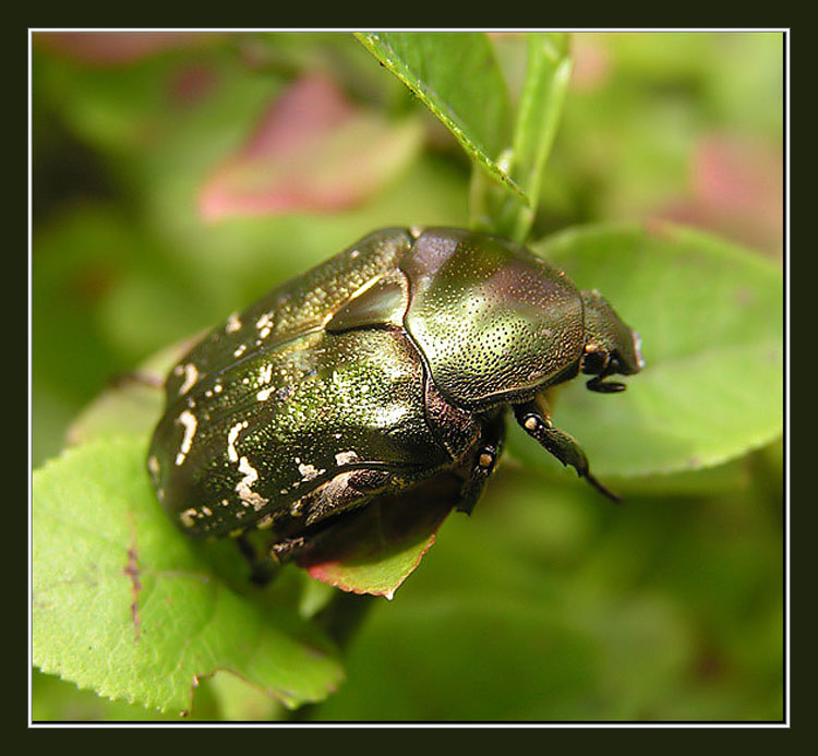 photo "The bug" tags: nature, insect