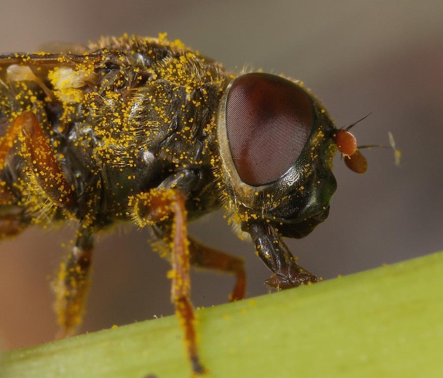 photo "***" tags: nature, macro and close-up, insect