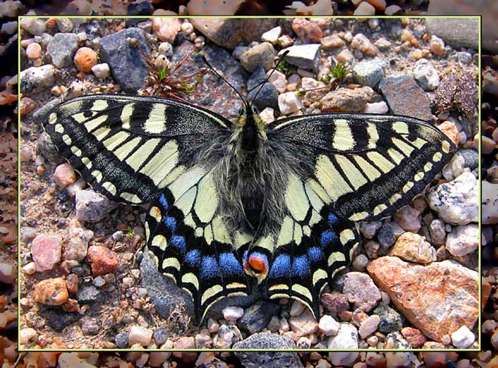 photo "Papilio machaon aliaska" tags: nature, macro and close-up, insect