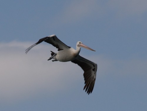 photo "Pelican far away" tags: portrait, nature, wild animals