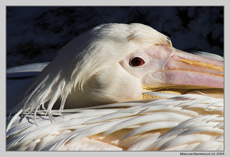 photo "Pelican" tags: nature, wild animals