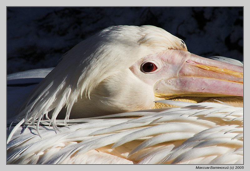 фото "Пеликан" метки: природа, дикие животные