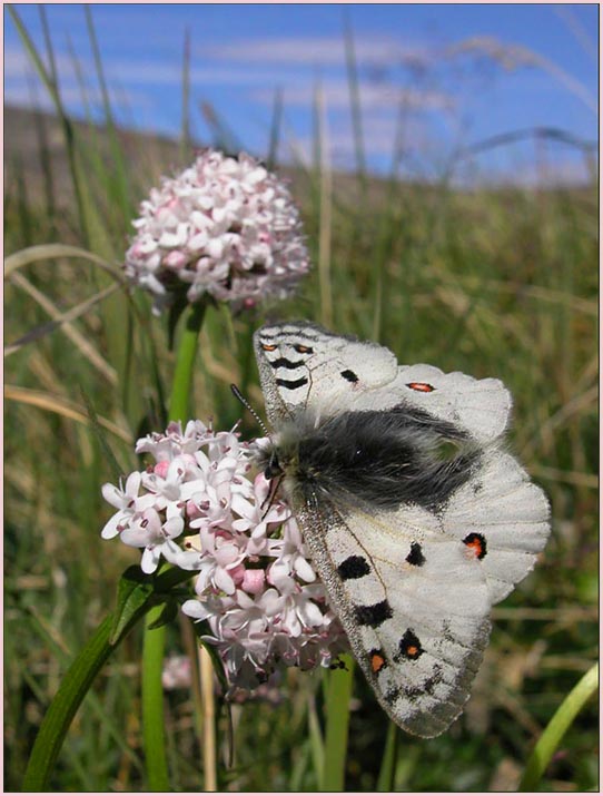 photo "Parnassius phoebus severus" tags: nature, macro and close-up, insect