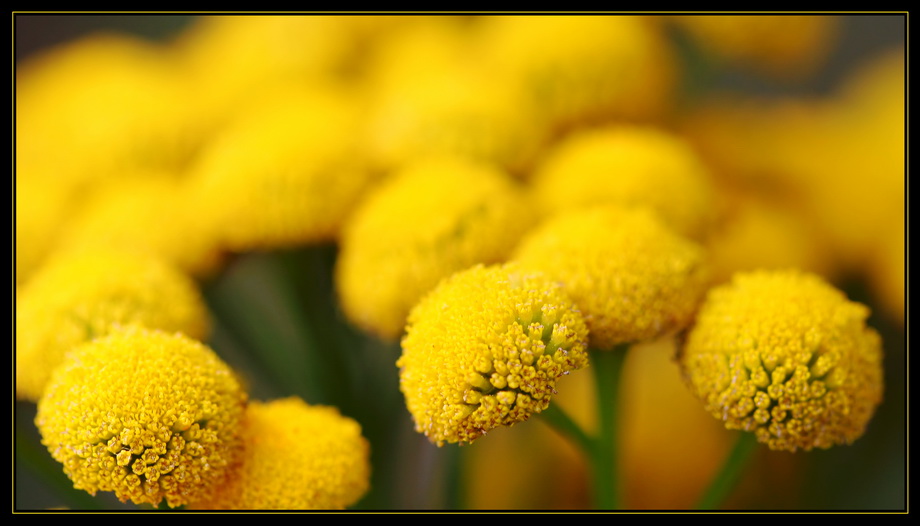 фото "Жёлтая долина" метки: макро и крупный план, природа, цветы