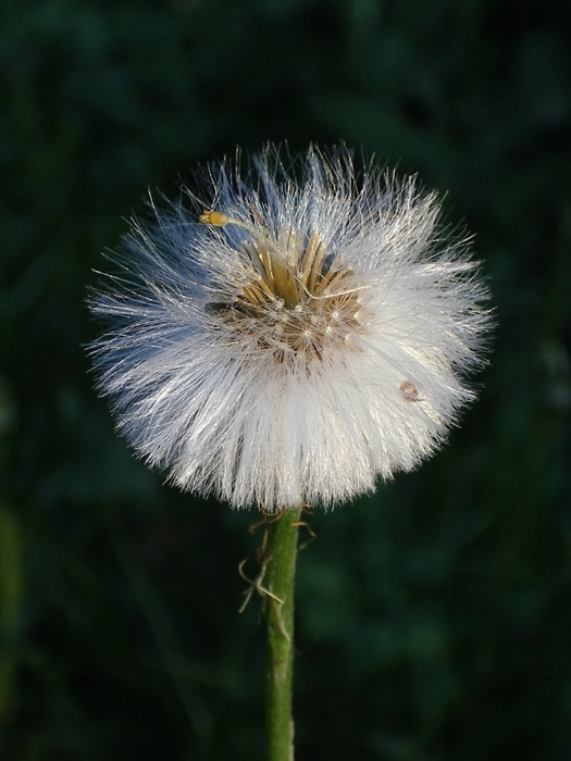 photo "Dandelion" tags: landscape, macro and close-up, forest