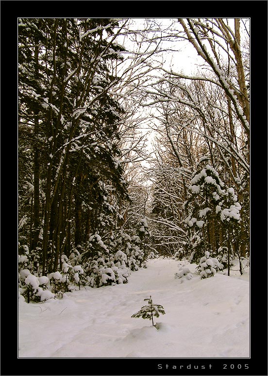 photo "Winter Path" tags: landscape, forest, winter