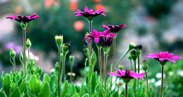 фото "African daisies" метки: природа, цветы