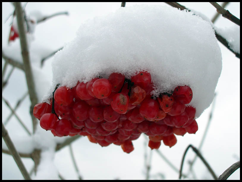 photo "snowball tree" tags: nature, still life, 