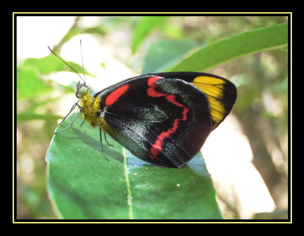 фото "Butterfly" метки: природа, насекомое