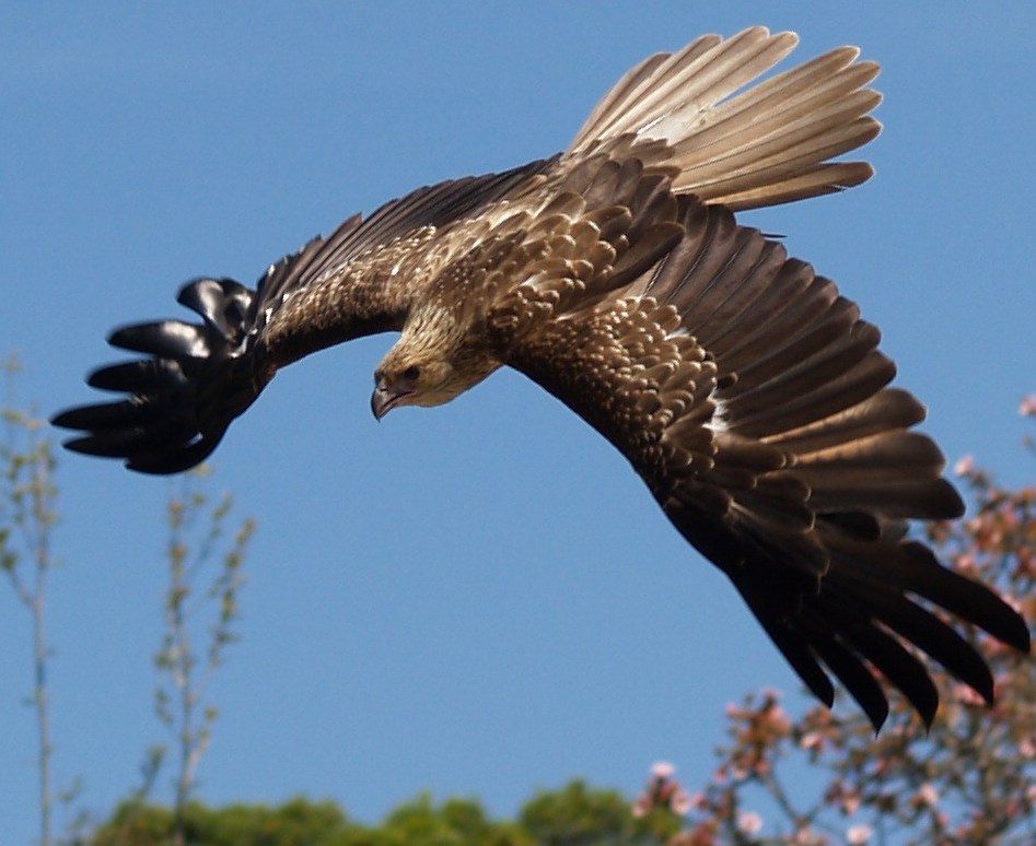 фото "death glide" метки: природа, путешествия, дикие животные