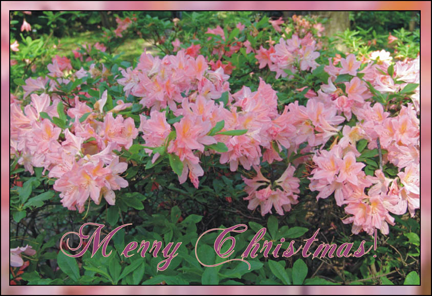 photo "Merry Christmas!" tags: PF life, nature, flowers