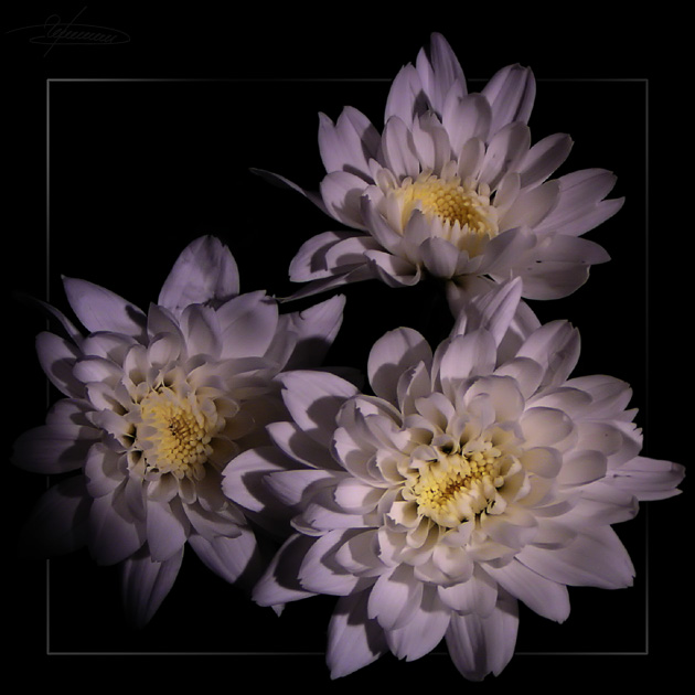 photo "Take away from darkness..." tags: nature, macro and close-up, flowers
