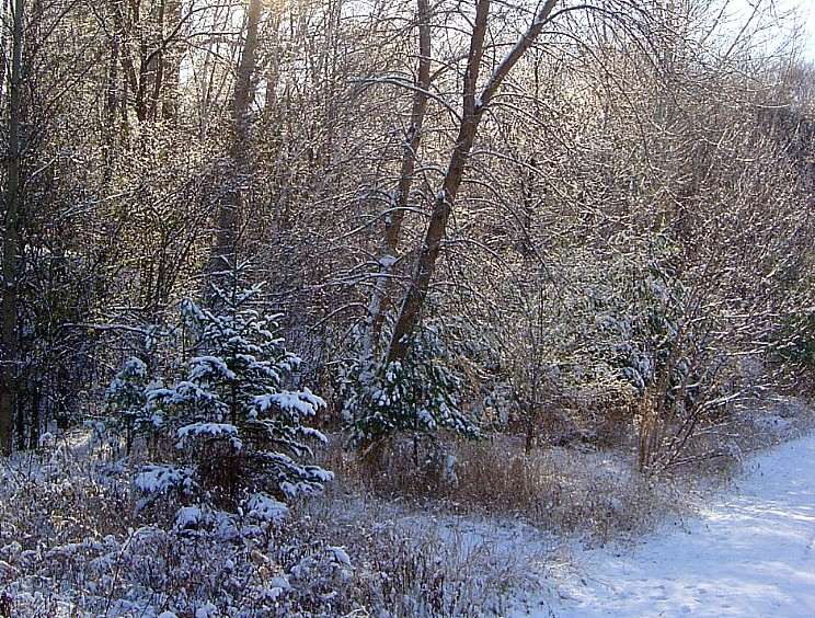 фото "мороз и солнце" метки: пейзаж, зима, лес