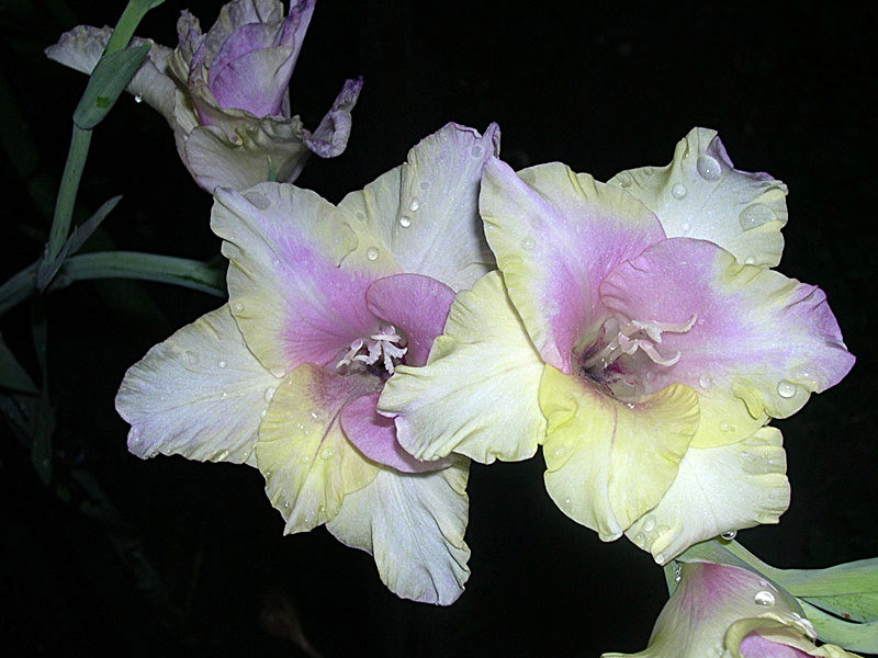 photo "***" tags: nature, macro and close-up, flowers