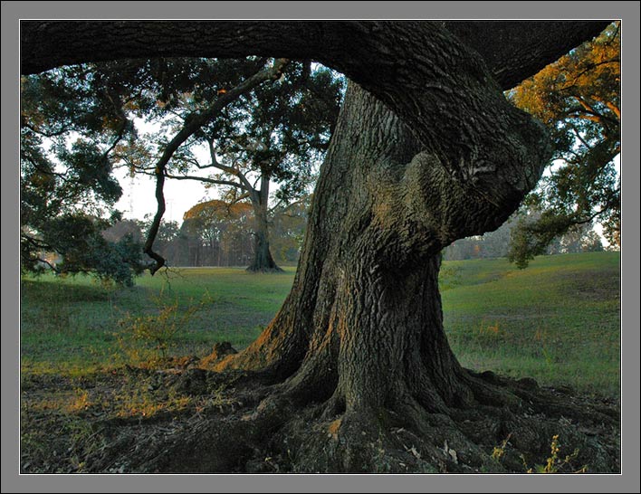 photo "Oak" tags: landscape, forest