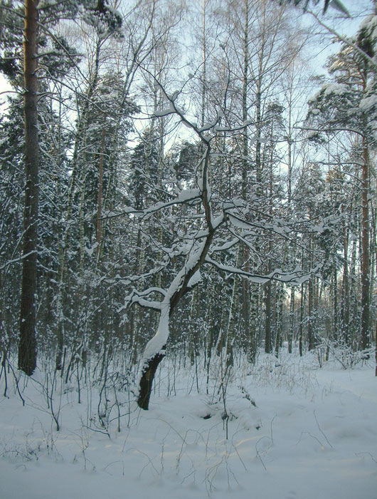 photo "Frost in midday" tags: landscape, forest, winter