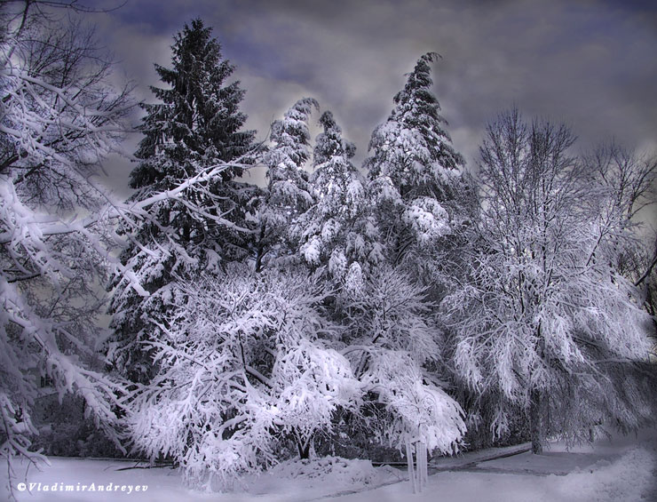 photo "Marry Christmas and Happy New Year" tags: landscape, nature, winter