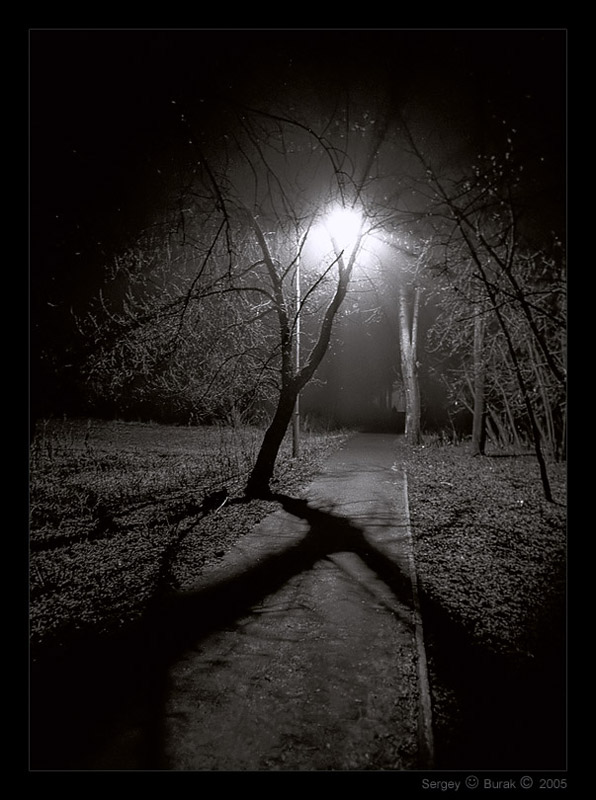 photo "Silhouettes of night - 2" tags: landscape, forest, night