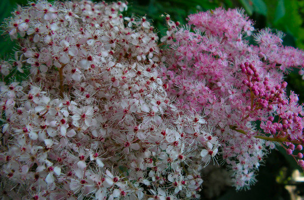 photo "Cloud" tags: nature, flowers