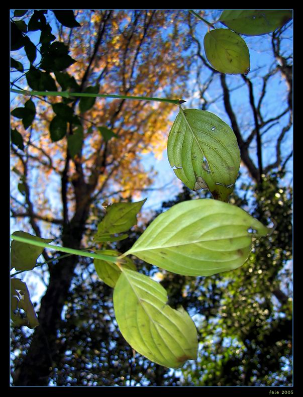 photo "Last hopes" tags: nature, flowers