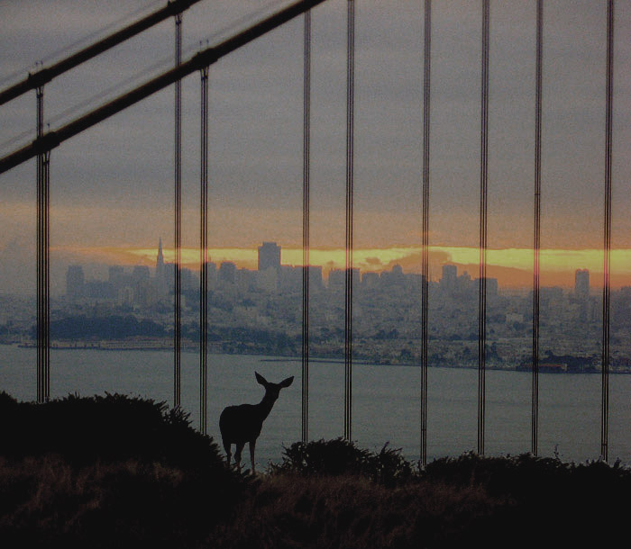 photo "deer, Golden Gate and San Francisco at sunrise" tags: travel, nature, North America, wild animals