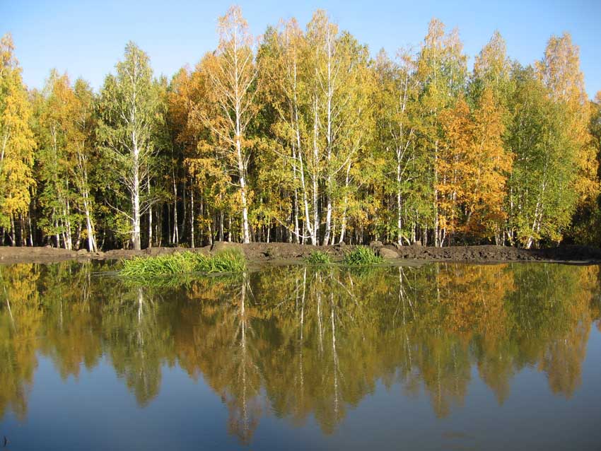 photo "Reflection" tags: landscape, forest, water