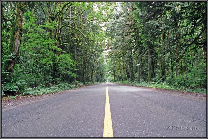 photo "Yellow Line Road... (as if by F. Baum)" tags: landscape, nature, flowers, forest