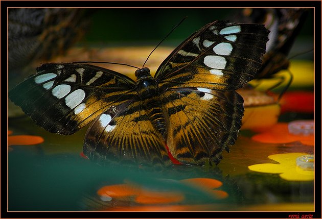 фото "butterfly" метки: природа, макро и крупный план, насекомое