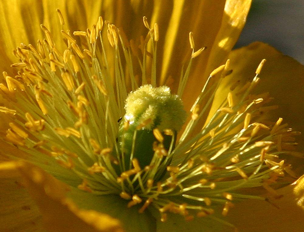 photo ""Happy Hannakkah"" tags: macro and close-up, nature, flowers