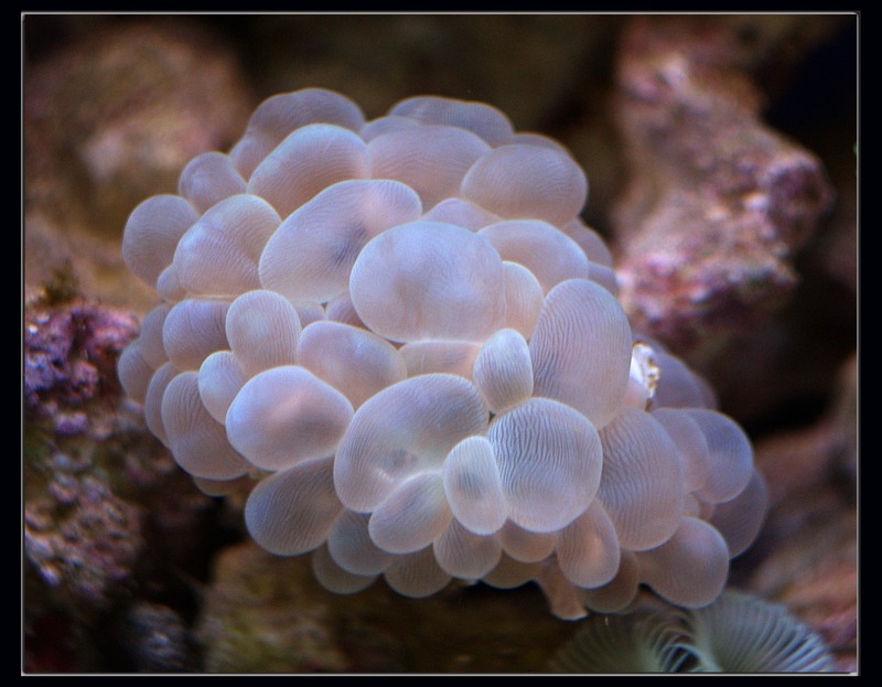 photo "polyp" tags: nature, pets/farm animals