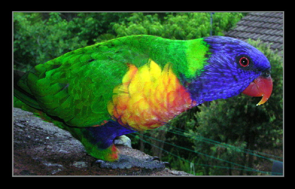 photo "Rainbow Lorikeet" tags: nature, wild animals