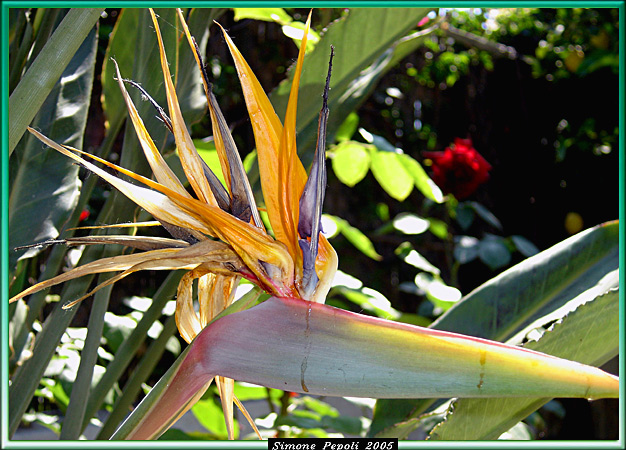 photo "I'm a bit strange" tags: nature, flowers