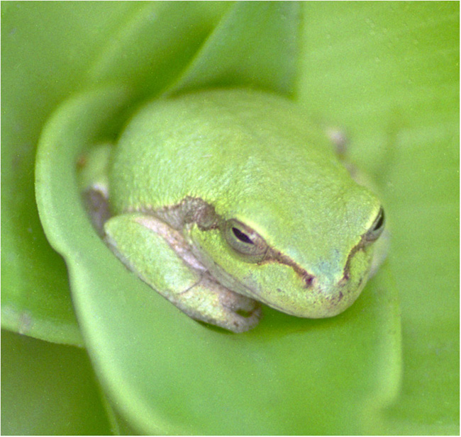 photo "Frog" tags: nature, macro and close-up, wild animals