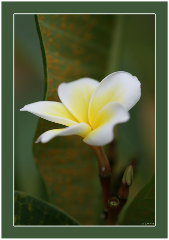 photo "***" tags: macro and close-up, nature, flowers