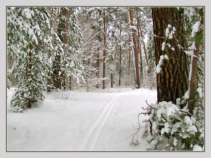 фото "В лесу..." метки: пейзаж, зима, лес